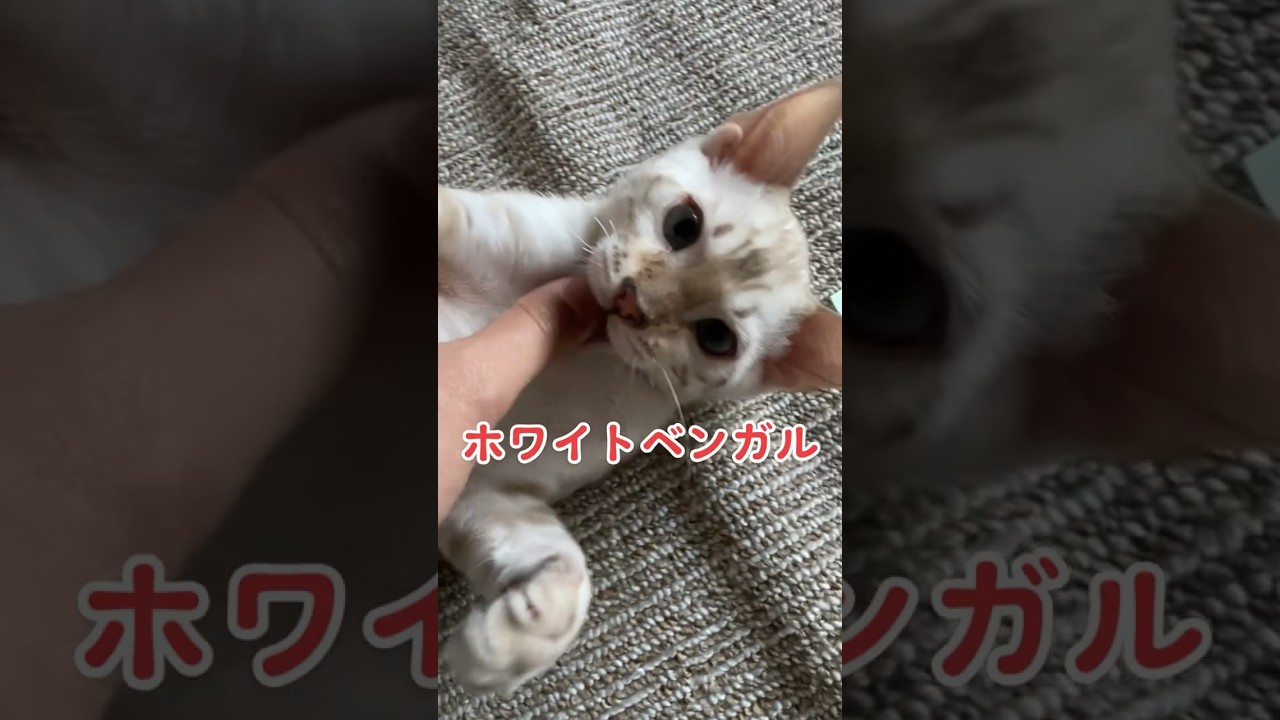 【子猫動画】ホワイトベンガル　生後4ヶ月！　可愛くてごめん！　ベンガル猫　ネコ　ねこ　#cat #bengalcat #ベンガル #ベンガル猫 #ベンガル子猫 #子猫