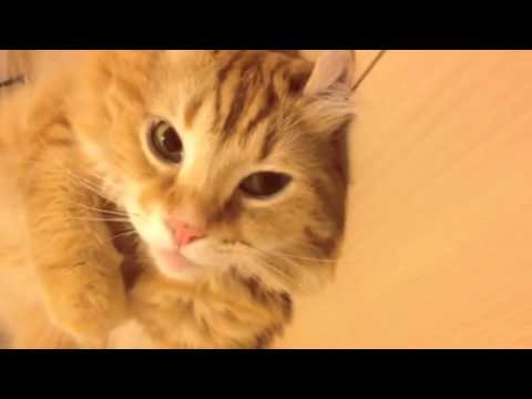 アメリカンカール 名前はチュッチュ