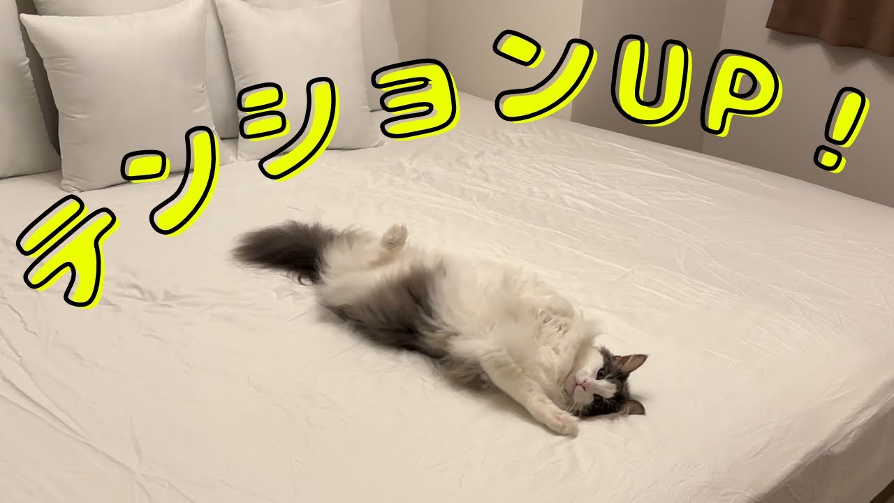 大きいベッドを満喫する猫【メインクーン】
