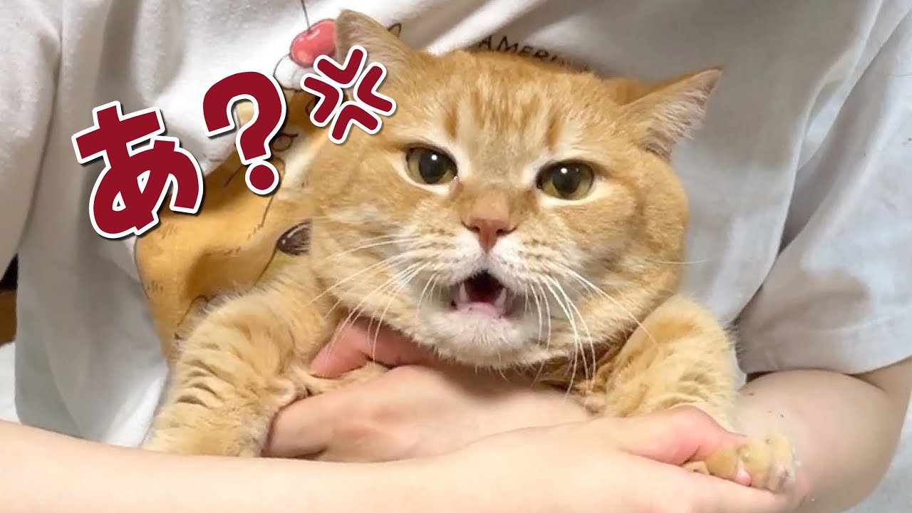 愛猫にクサイって言ったら嫌われちゃいました…泣