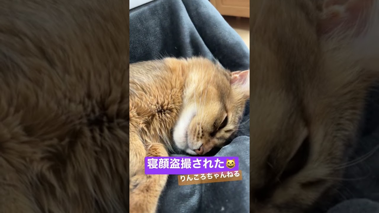 寝顔盗撮された😸【りんころちゃんねる】#shorts #ねこ #ソマリ #ねこのいる生活 #ねこのいる暮らし