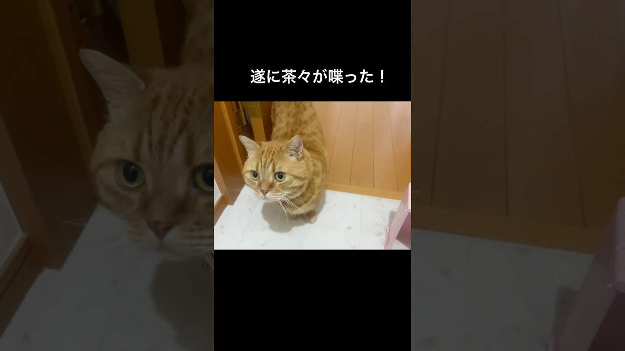 遂にうちの猫が日本語をしゃべりました！ #しゃべる猫 #マンチカン #shorts