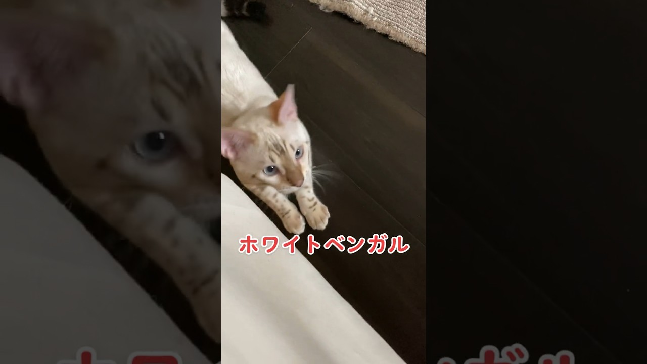 【子猫動画】ホワイトベンガル　生後5ヶ月！　スピッツ 　ベンガル猫　ネコ　ねこ　お遊び　#bengal #bengalcat #cat #ベンガル #ベンガル猫 #子猫 #猫 #ベンガル子猫