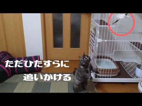 【セルカークレックス】羽を追いかけるのに必死なせら【せらのりたま】