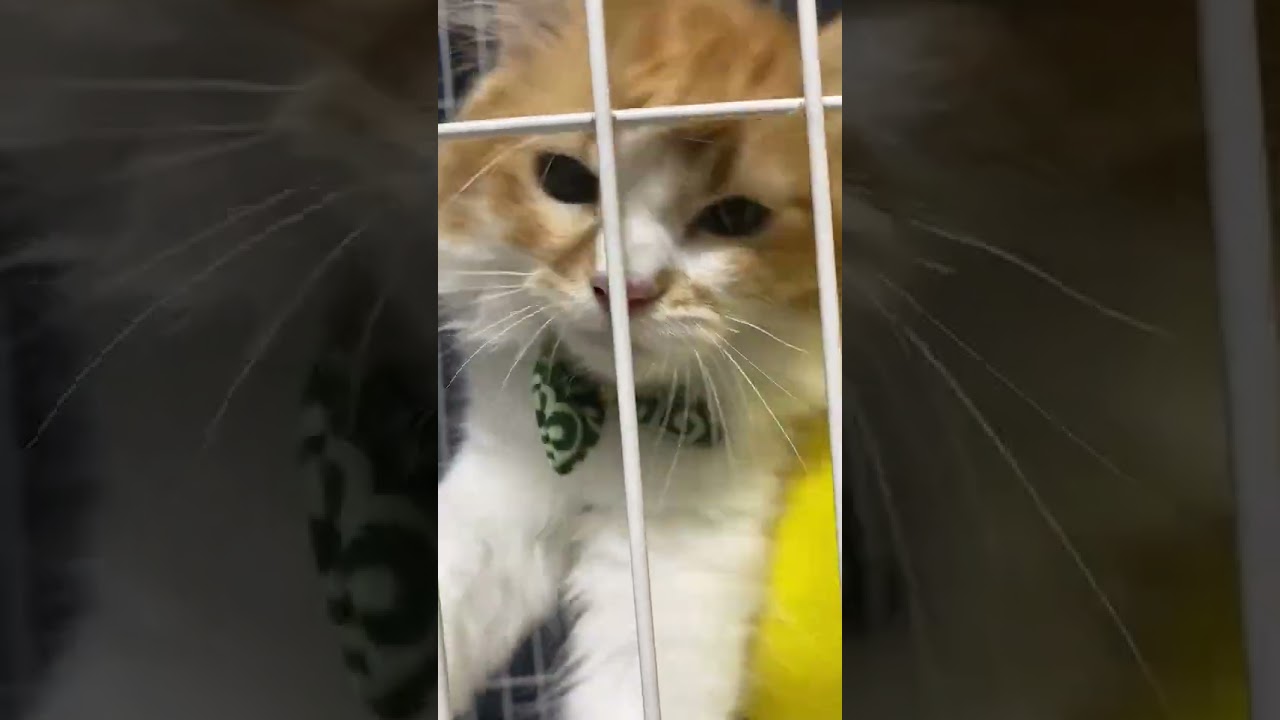 【ラガマフィン】子猫の時のナツ。カメラが気になるのかな？