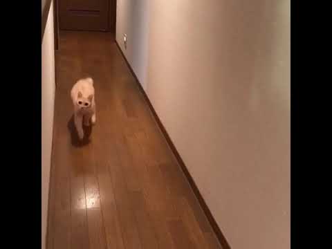 ねこダッシュ！