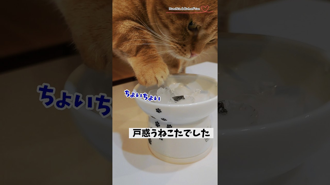 【マンチカン】氷をどうやって食べようか試行錯誤する猫 【犬と猫、両方飼ってると毎日かわいい♥】
