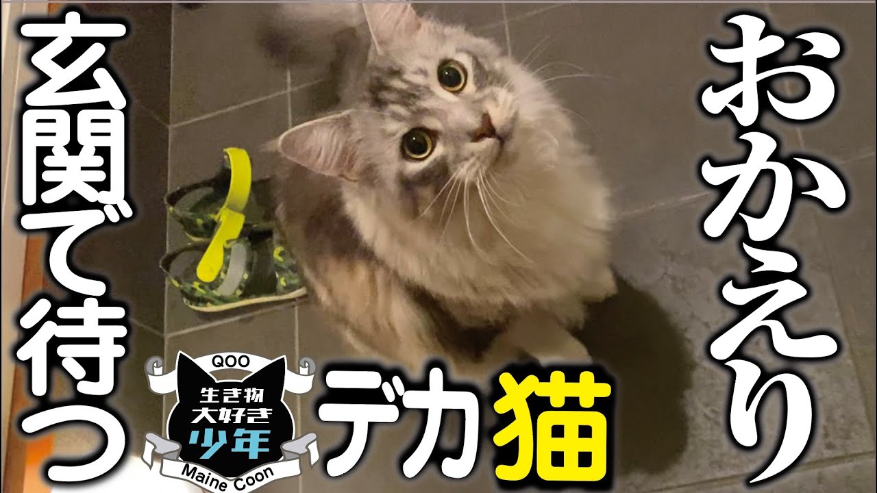 【メインクーン】玄関で飼い主を待つ大型猫。寂しかったの？それともご飯が目的？