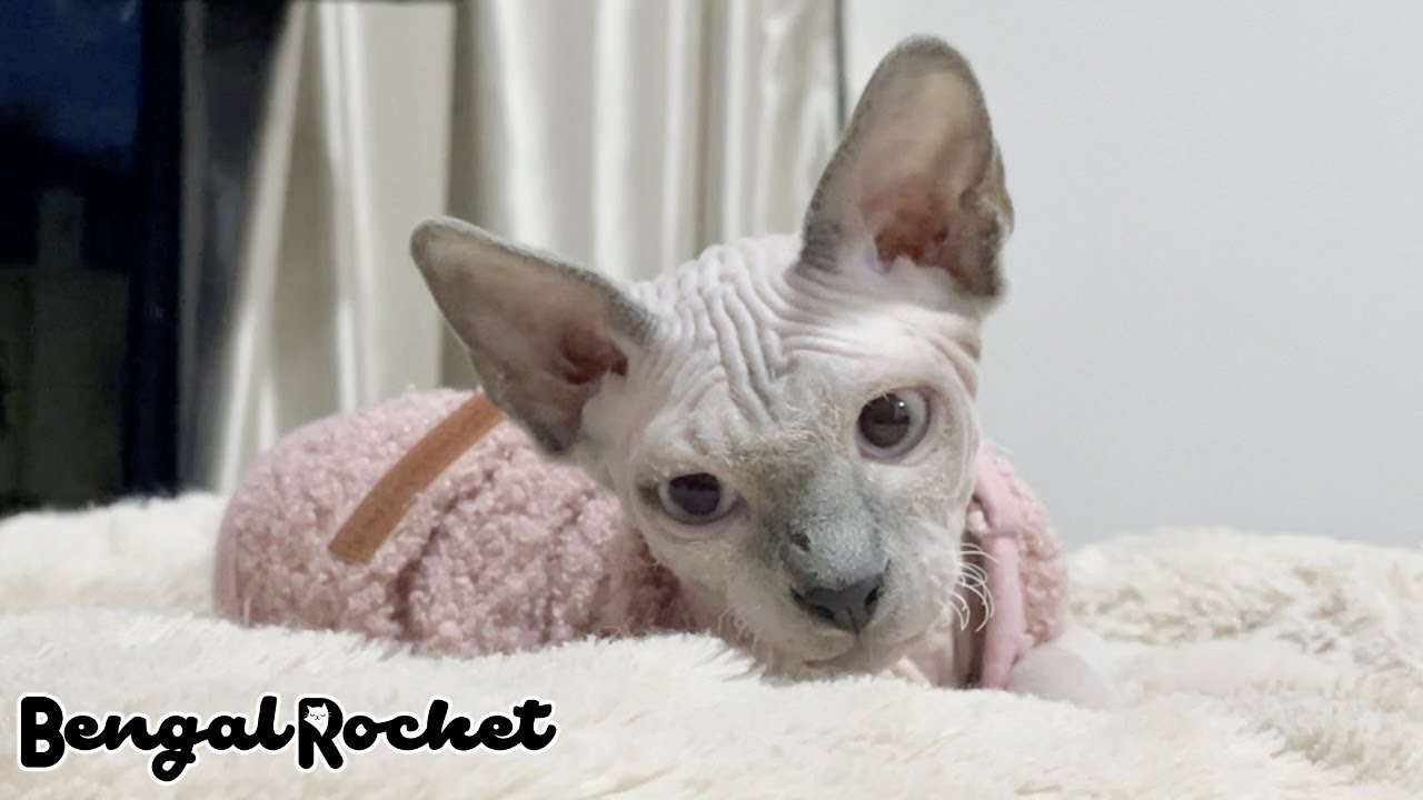 先住猫と新入り子猫のお気に入りの場所【ベンガル/スフィンクス猫】