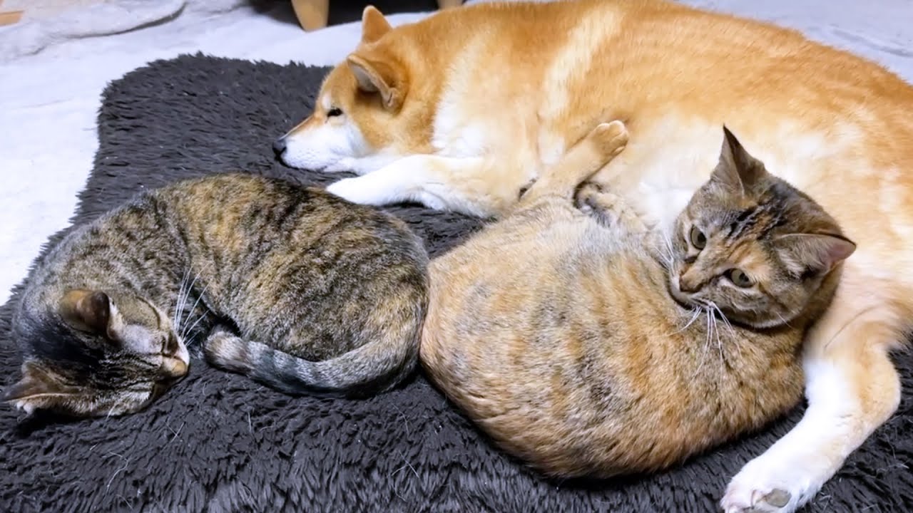 天然で甘え上手な子ども猫は先輩猫に甘えてると思ったら…