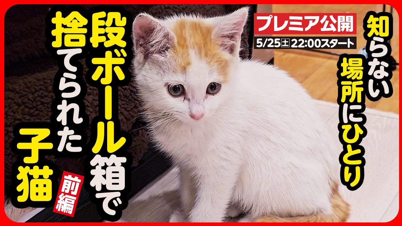 【子猫 保護】段ボールで箱で捨てられていた子猫を緊急保護しました【前編】