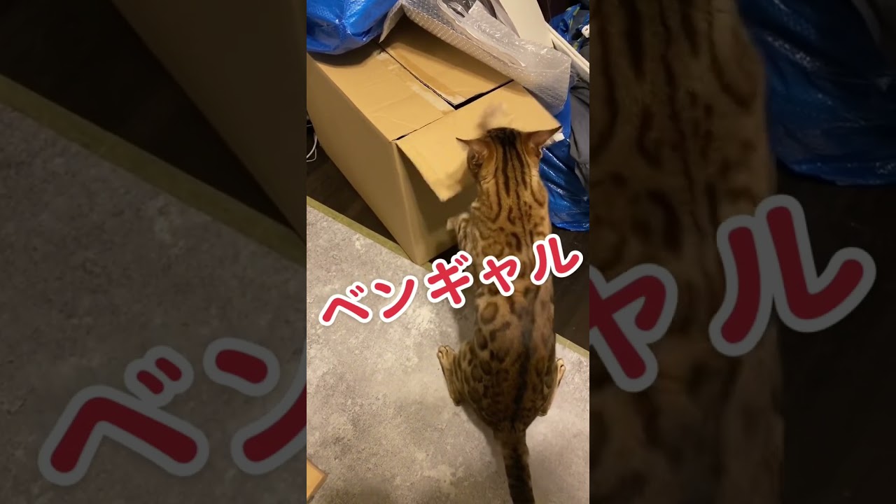 【猫動画】爪研ぎの空回りw ベンガルネコ　愛猫　ねこ　bengal cat
