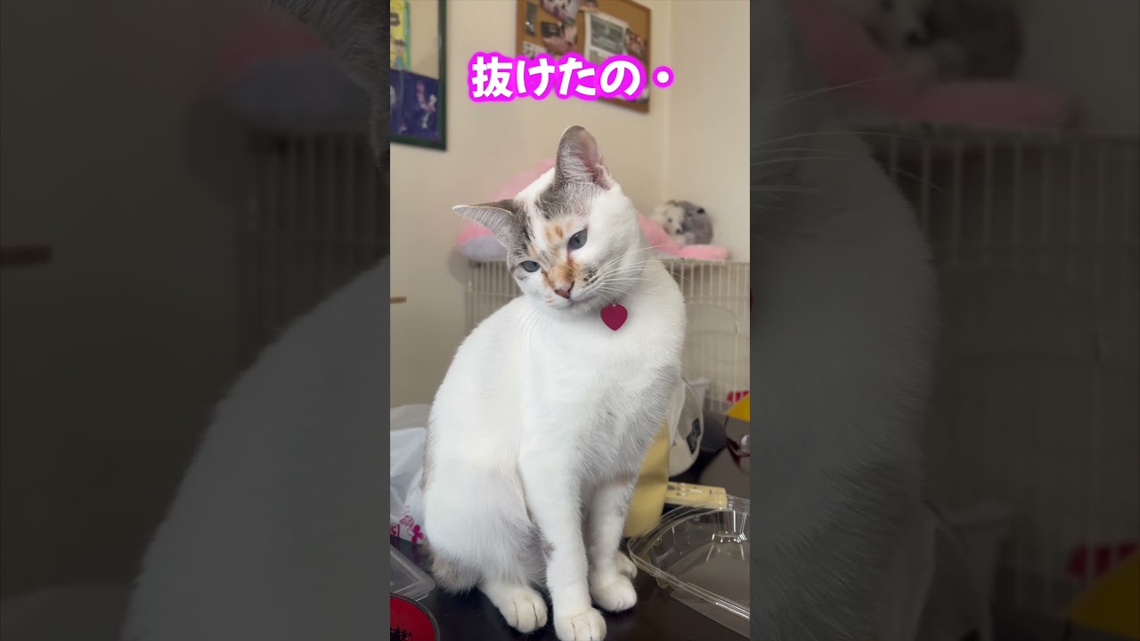 気づいてほしい猫　＃shorts、＃Cat,  #funny、
