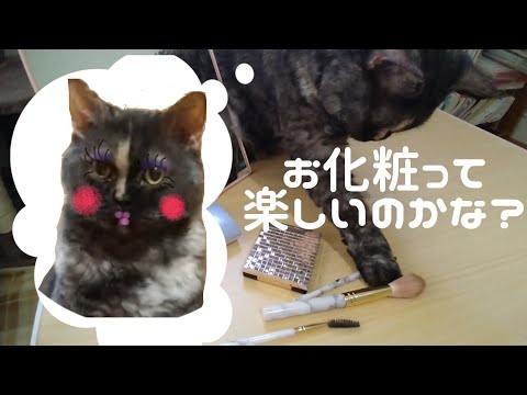 【セルカークレックス】お化粧に興味津々!せらも女のコだもんね♥【せらのりたま】