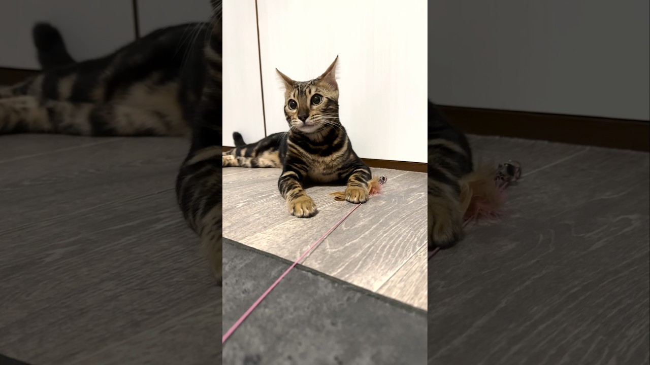 びっくり仰天イカ耳ネコ【子猫】#shorts #cat #ベンガル