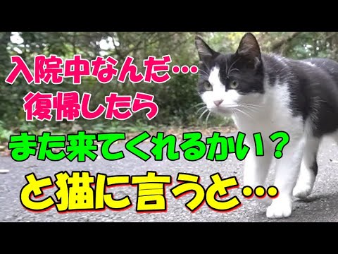 #159【猫の不思議な話】猫の恩返し？ネコは忘れずにお礼を言いにやってきた！ 【朗読】