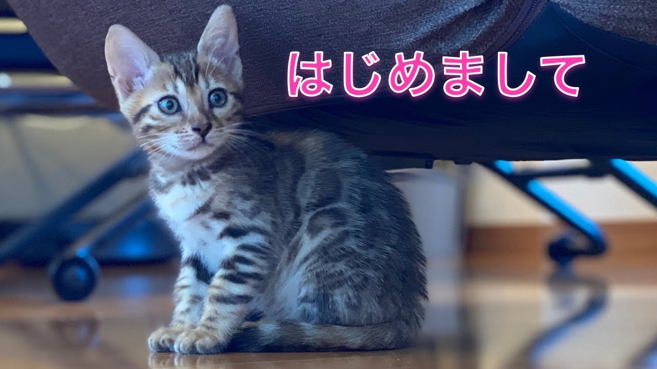 子猫のお迎えをした初日。豹柄ベンガル猫のぱるちゃんです。(ベンガル猫ぱる）