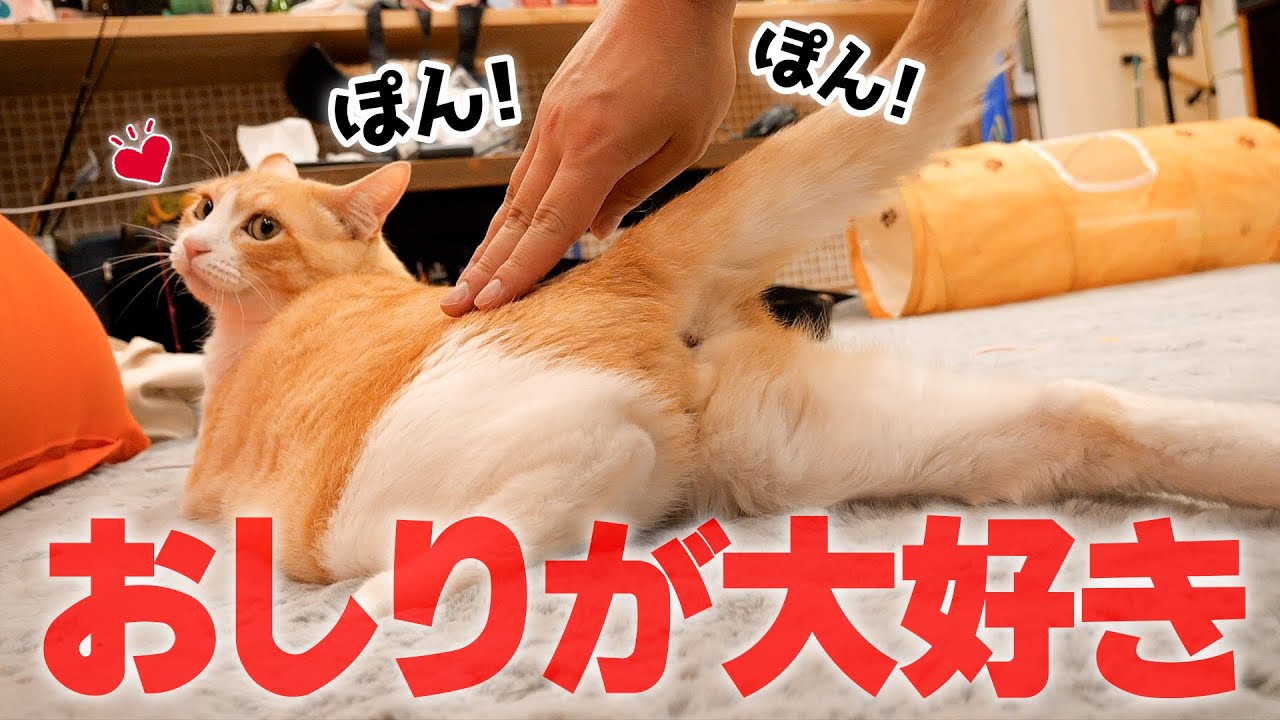 【禁断】猫はなぜ「おしりをポンポン」されるのが好きなのか？理由があまりにも気まずすぎました…