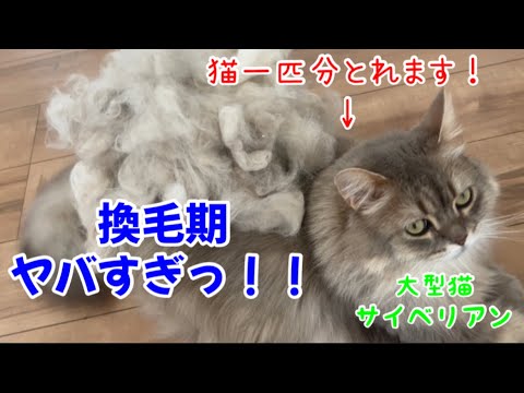 換毛期にブラッシングしたら、猫1匹増えた😅#cat #サイベリアン #換毛期 #大型種