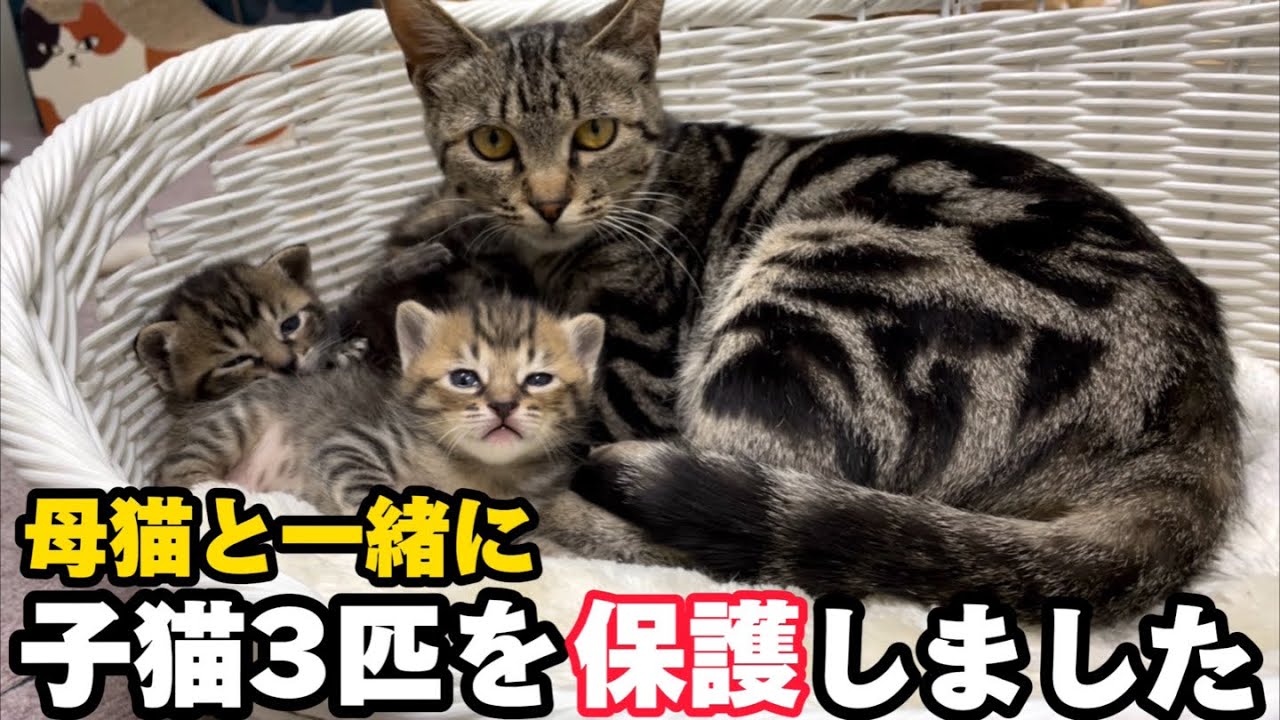 野良の子猫3匹と母猫を一緒に保護したけど…縮まらない距離