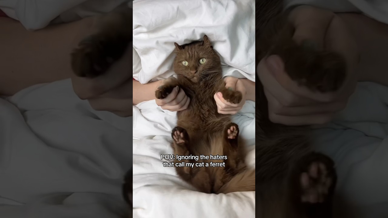 She is a rare brown cat, not a ferret! #funny #cat #browncat #rare #meow #purrfect #purrr ￼