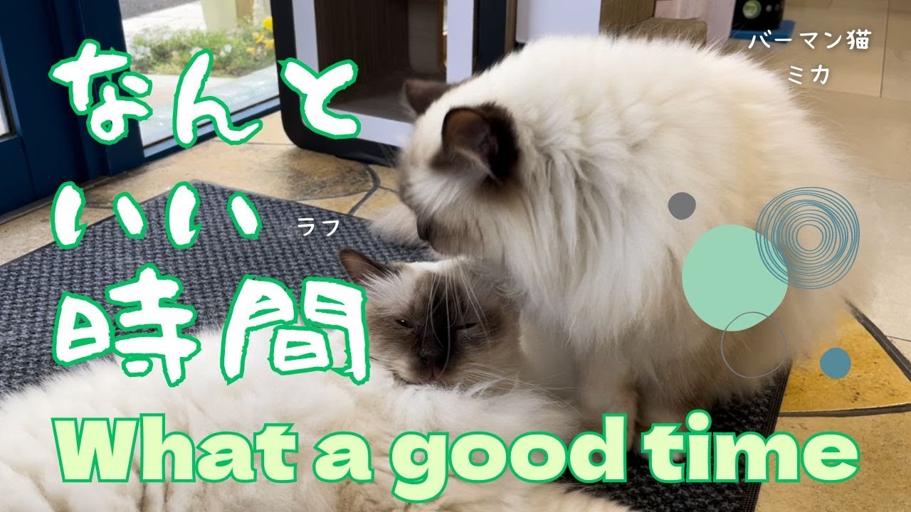 バーマン猫ミカとラフ【なんといい時間】What a good time（バーマン猫）Birman/Cat