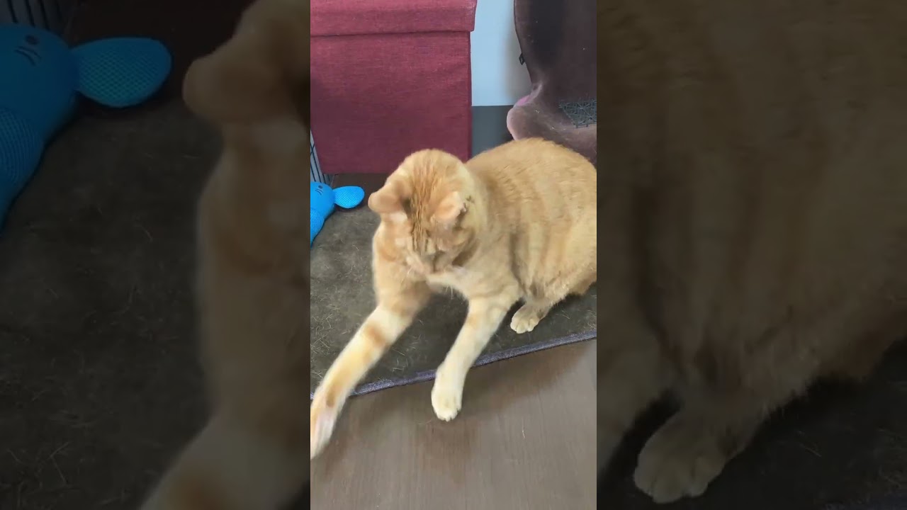 【茶トラ猫】興味ないフリして猫じゃらしに大興奮のジラフ#shorts