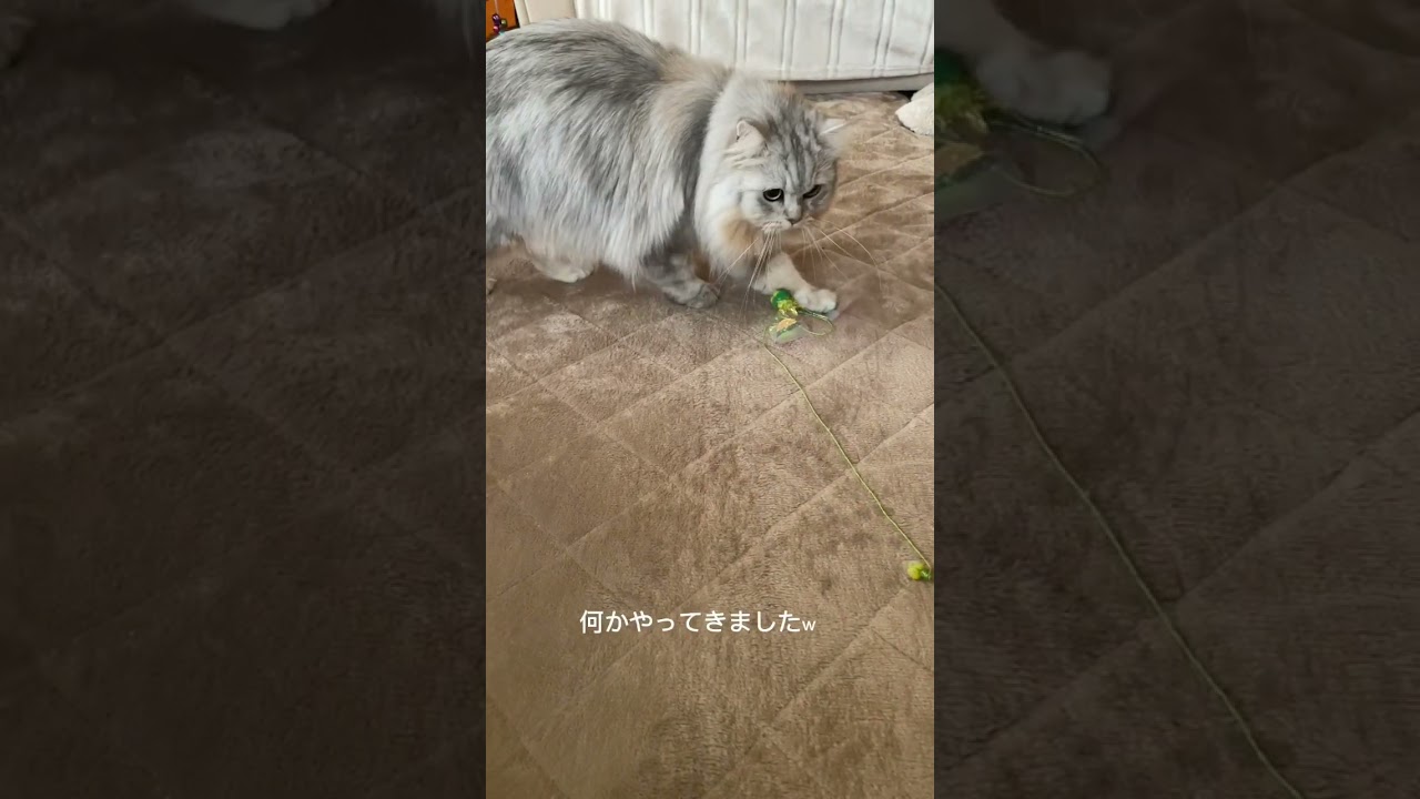 虫のおもちゃにつられるココ  #shorts #cat #ragamuffin #ねこ #ラガマフィン