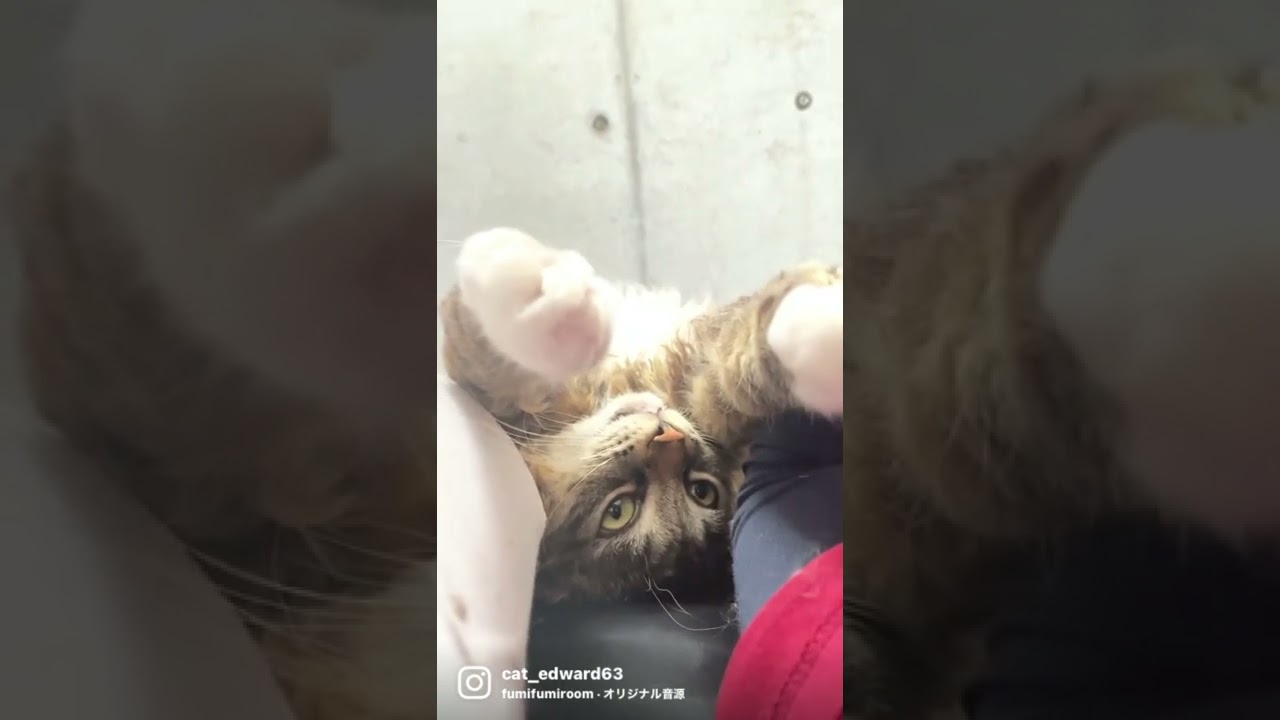 ひっくり返ってる猫です。