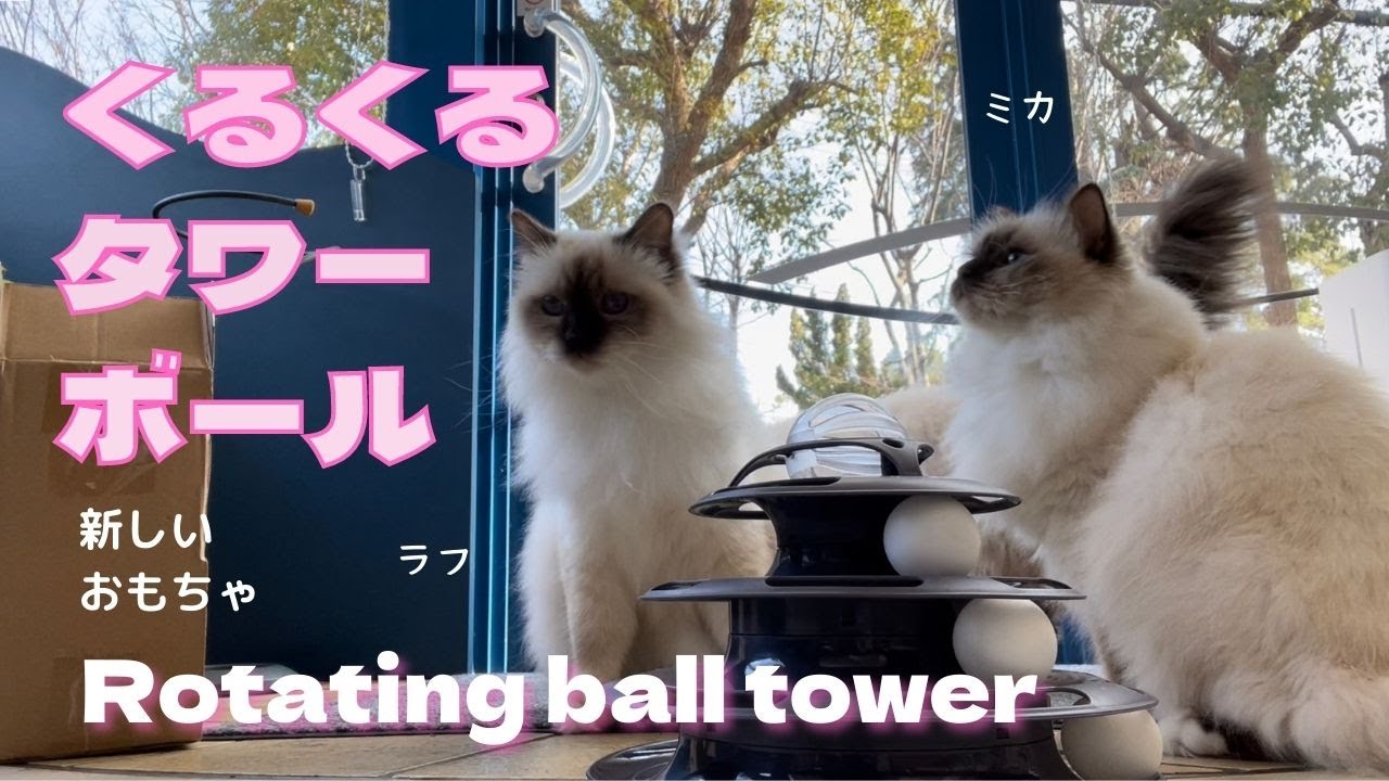 新しいおもちゃ【くるくるタワーボール】Rotating ball tower（バーマン猫）Birman/Cat