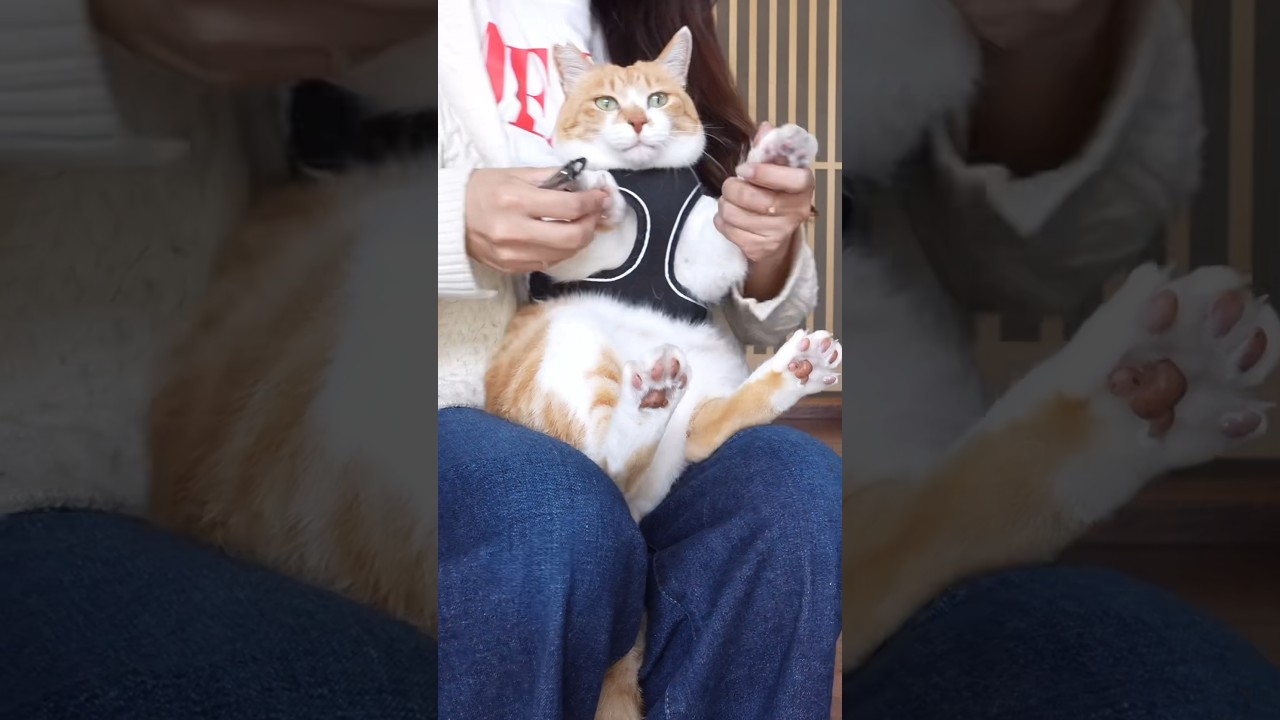 爪切りをされても最後のキメ顔だけはカッコいい猫 #元野良猫チャチャ #猫武将 #ねこ #ネコ #cat #チャチャ #shorts