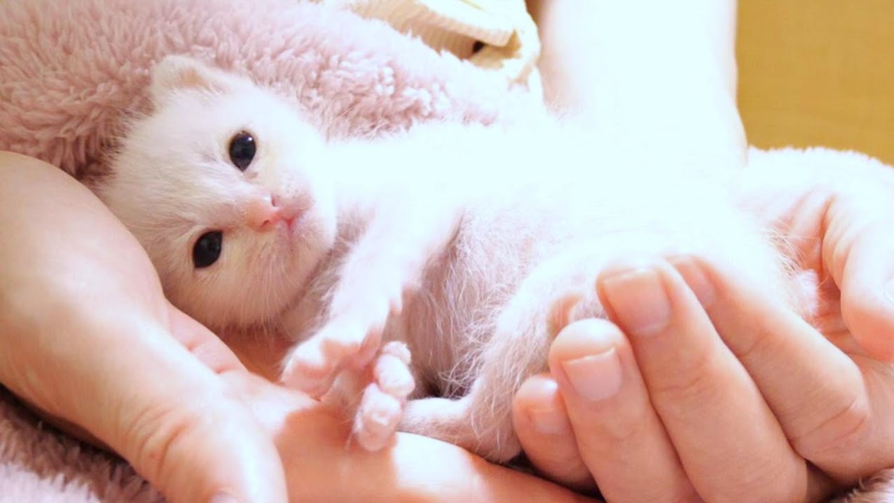手のひらサイズの子猫が今日もバリバリと大音量で癒しの音を鳴らします【赤ちゃん猫　保護猫】