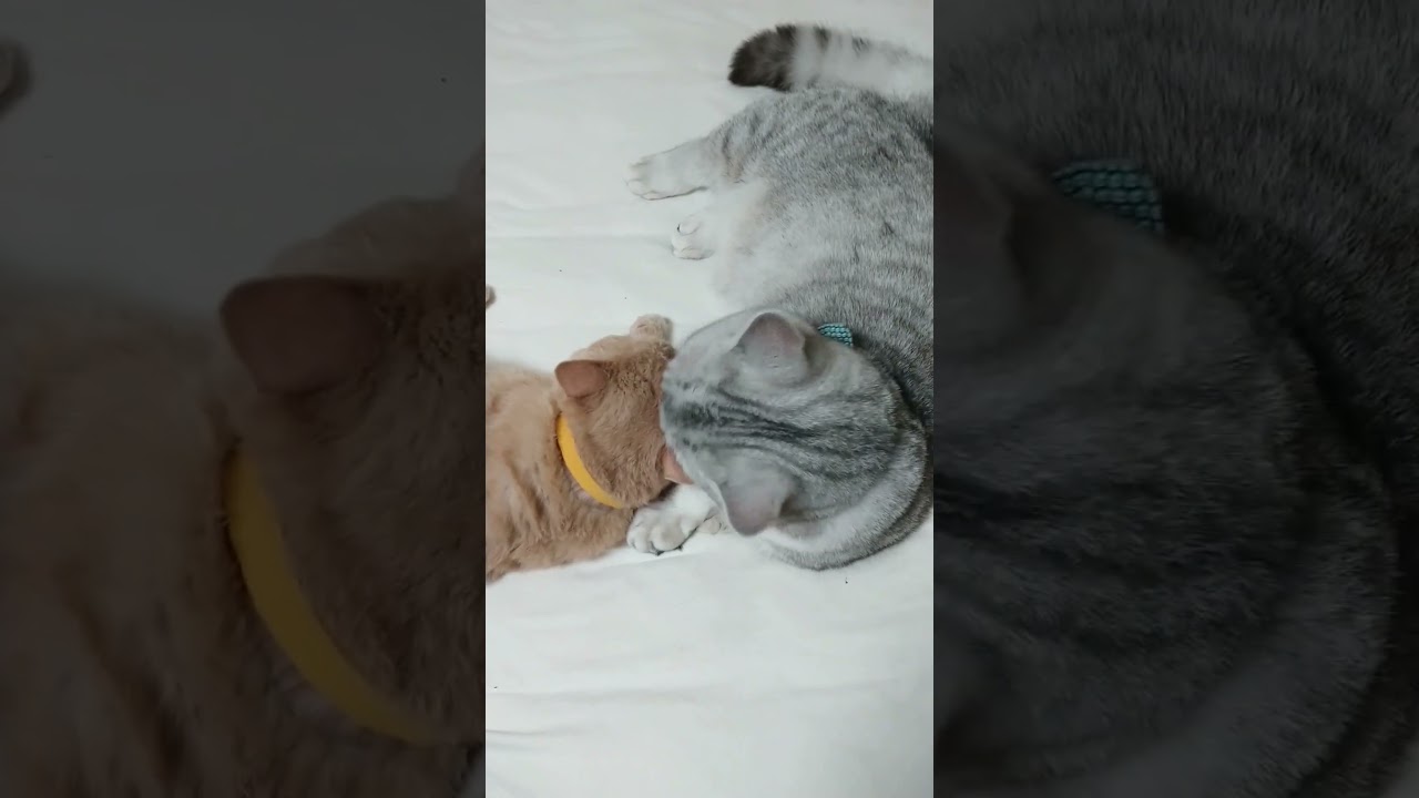 【ぽっちゃん家】愛ですな　vol.58 #cat #love #shorts