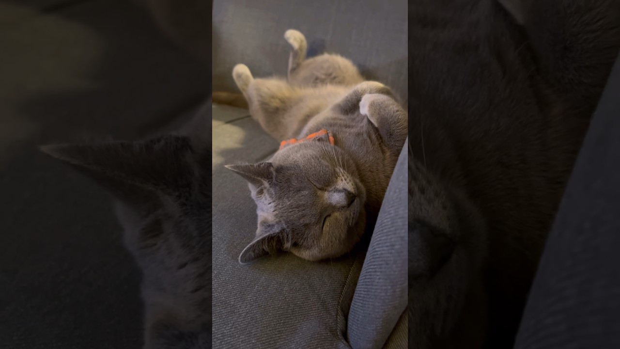 へそ天のつむやま〜【シャルトリューつむやまのぐーぐー日記】 #猫好きさんと繋がりたい #シャルトリュー #chartreux #ねこ #ねこあるある #寝る猫 #寝る #寝る前に聴く曲 #ネコ