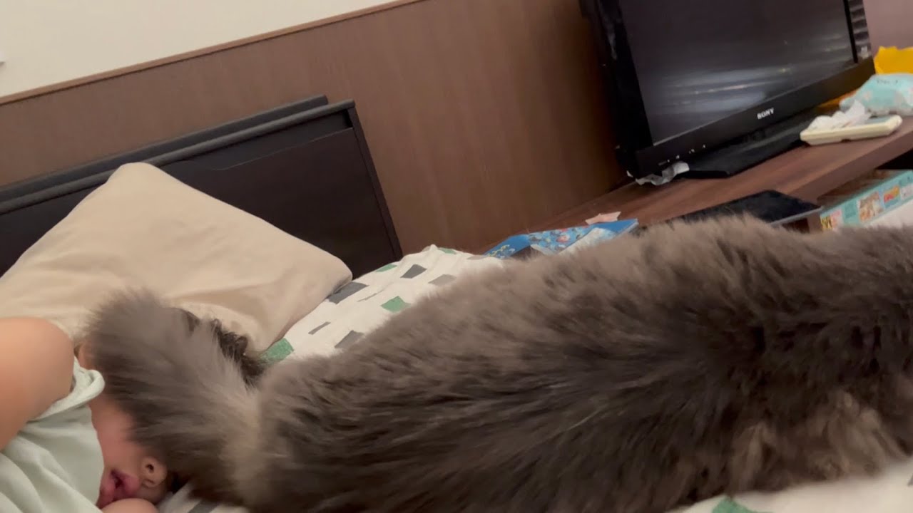 しっぽを使って5歳の娘を起こす猫　ノルウェージャンフォレストキャット　Cat wakes up daughter using tail