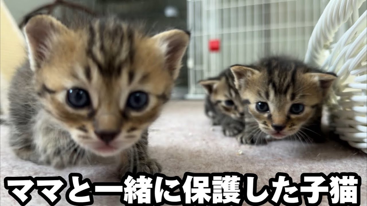 朝までは全く動かなかった子猫が急に歩き出す事ってあるの？