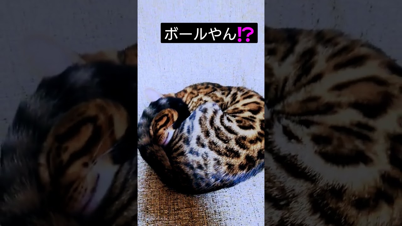ベンガル猫　これなに😄　 #かわいい猫 #ベンガル #猫動画 #猫 #ねこのいる生活 #ほのぼの #これなに #これなに猫