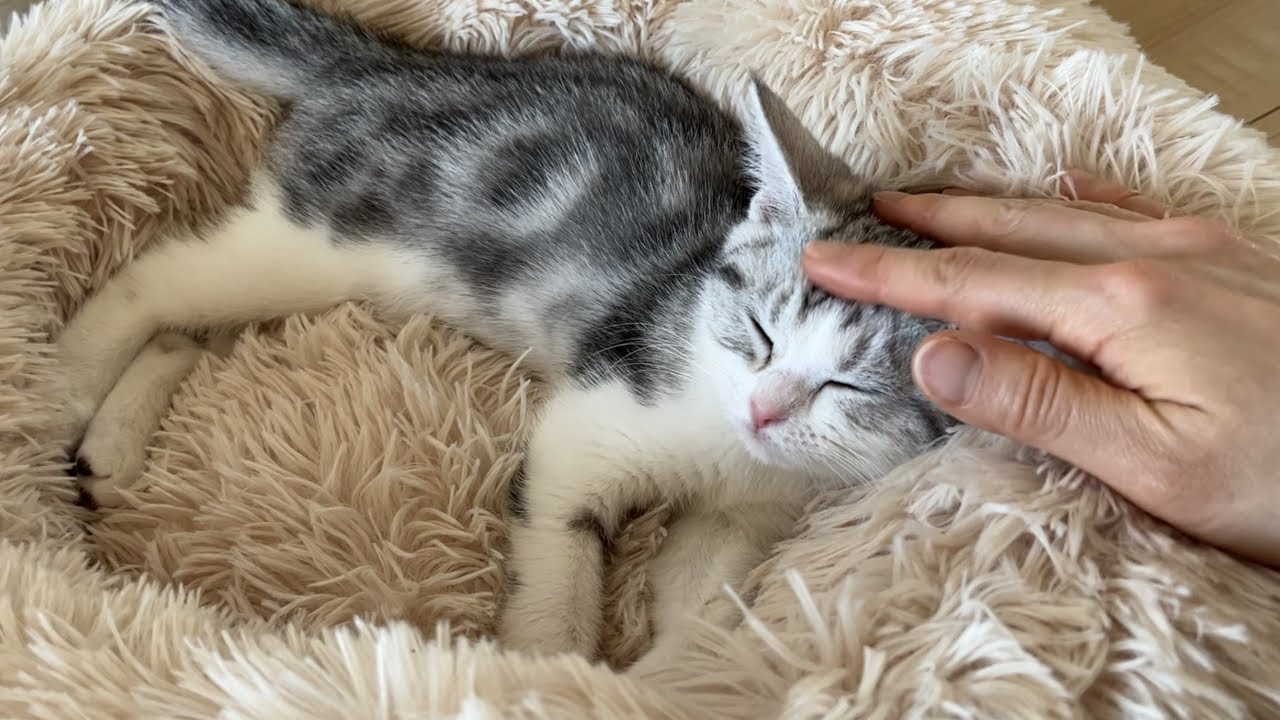 子猫のトイレを丸洗いした日（生後4ヶ月スコティッシュフォールド成長記録）