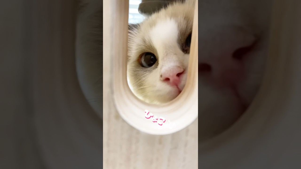 ファンサしてくれるラグドールちゃん♡#ラグドール