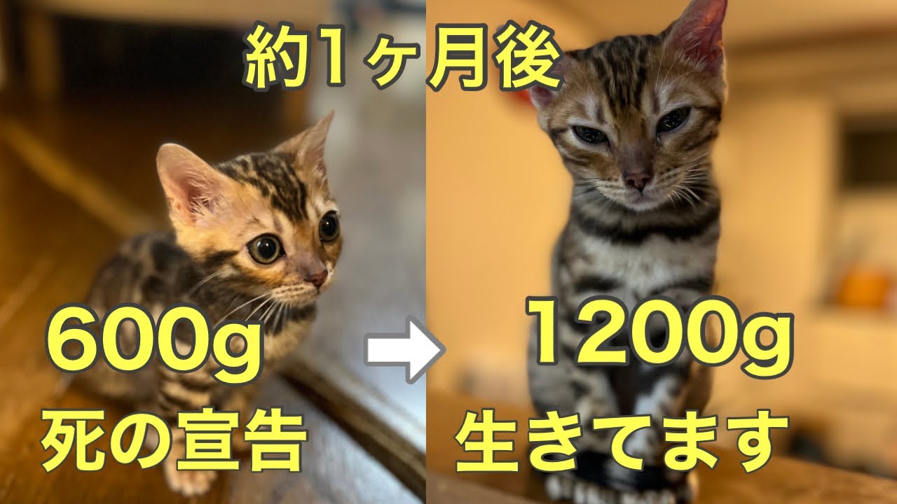 【ベンガル子猫のビッグベン】回復の見込みがないから安楽死を！と死の宣告を受けたベンガル子猫の現在がこちら！2倍まで大きくなりました！