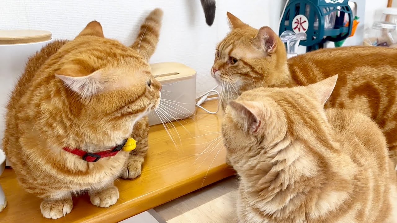 ちゃーぼー、間一髪！！ #猫 #マンチカン