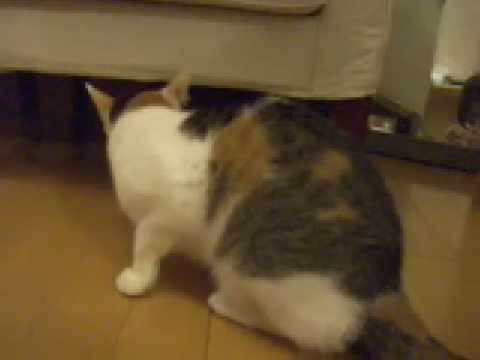 猫動画 日本猫ねここ ビビってない nervous cats movie