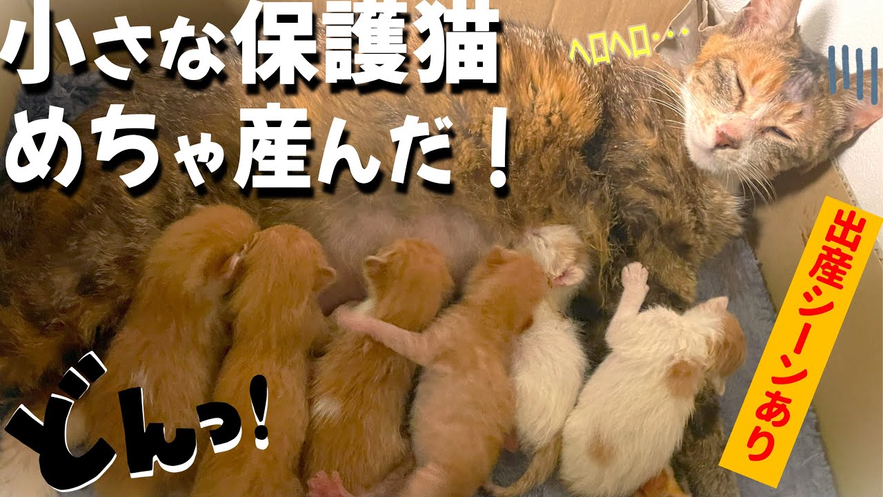 【子猫6匹】能登震災チビ保護猫『こつぶ』出産ドキュメンタリー