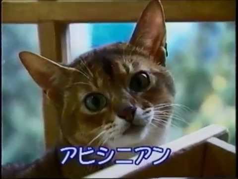 どうぶつだいすき　かわいいネコちゃん　アビシニアン