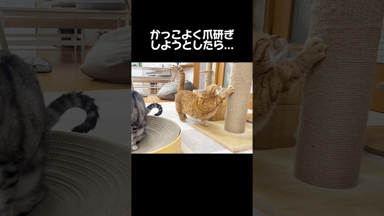 颯爽と現れかっこよく爪研ぎしようとしたら... #猫 #マンチカン #shorts