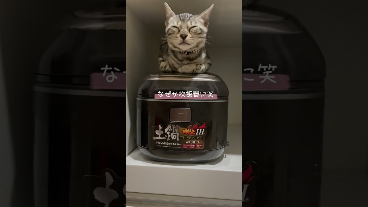 ベンガル猫を飼って1年過ぎても変わらない事が可愛すぎる😊#ベンガル #ベンガル猫 #ねこ #ねこ動画