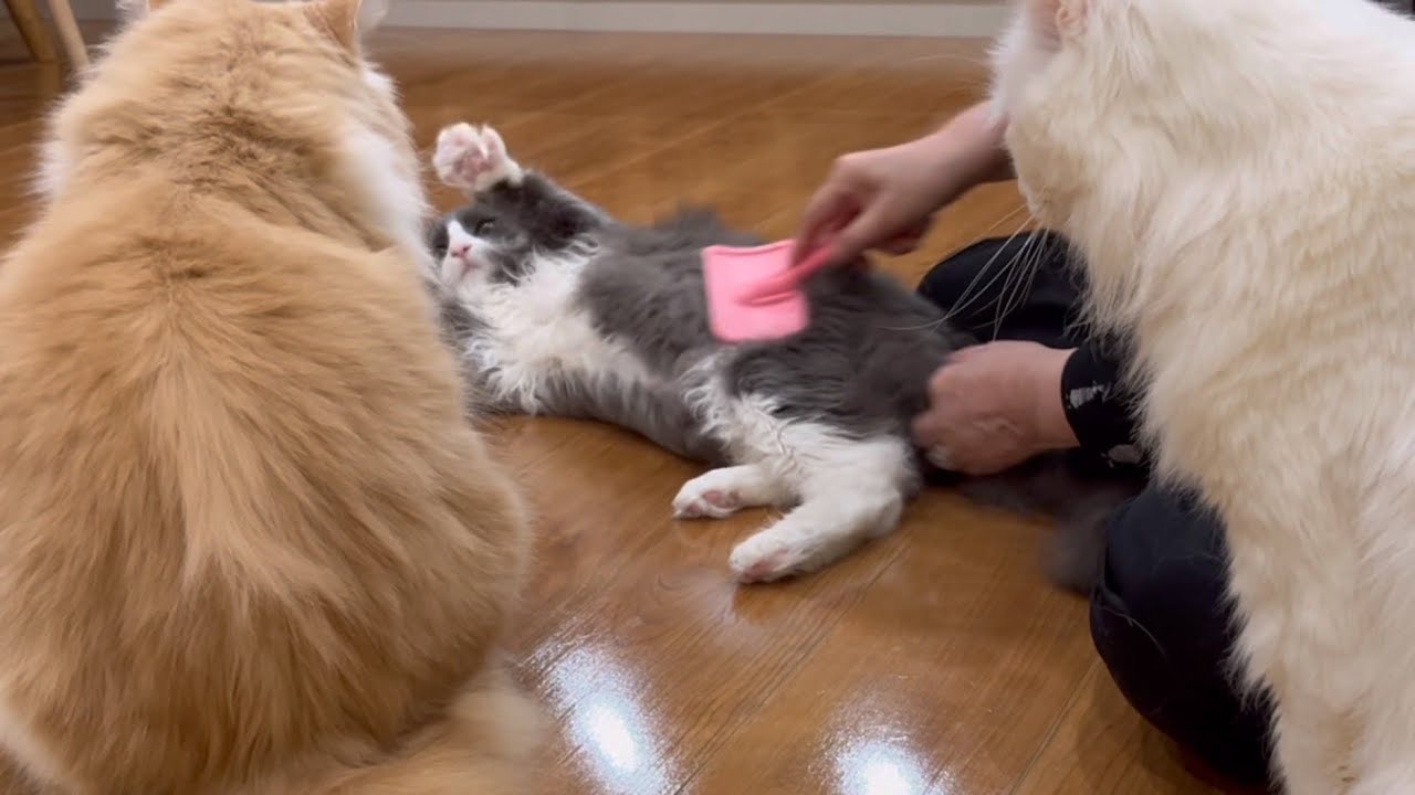 【かわいい❤️】生後9ヶ月ターキッシュアンゴラのお腹の毛が気になるばあばwww