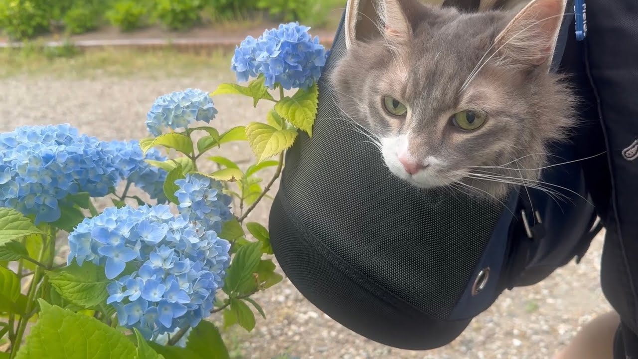 キャリーバッグから顔を出して散歩する猫　ノルウェージャンフォレストキャットA cat peeking out of a carrier bag for a stroll.