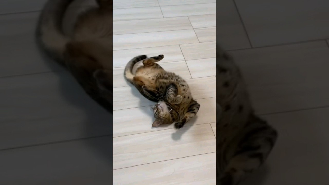 引っ越し前で名残惜しそうな猫　#ねこ #猫 #ベンガル #ベンガル猫