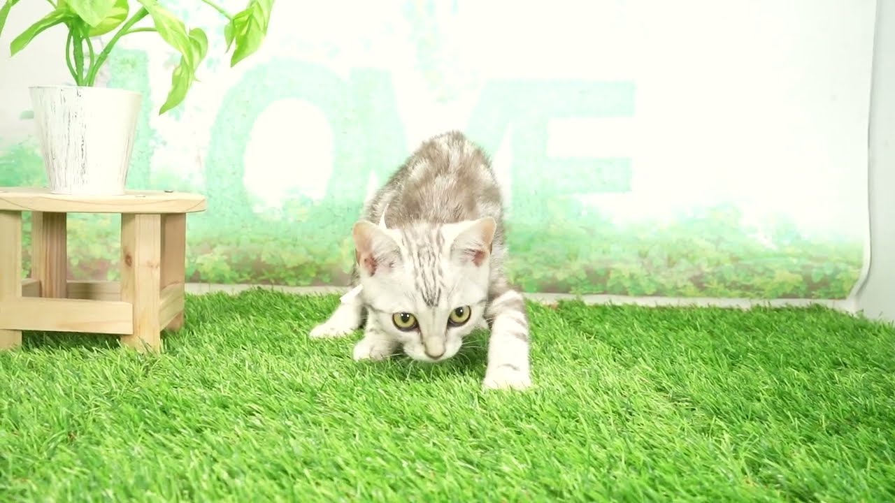 Coo&RIKU　No00677545 アメリカンショートヘアー